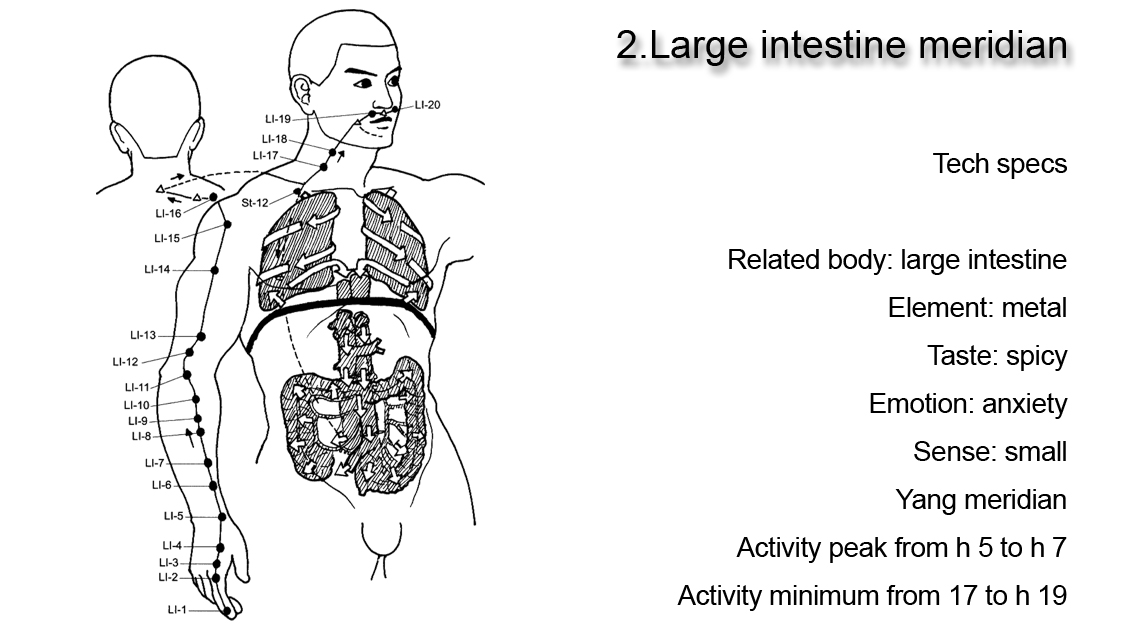 Large intestine meridian