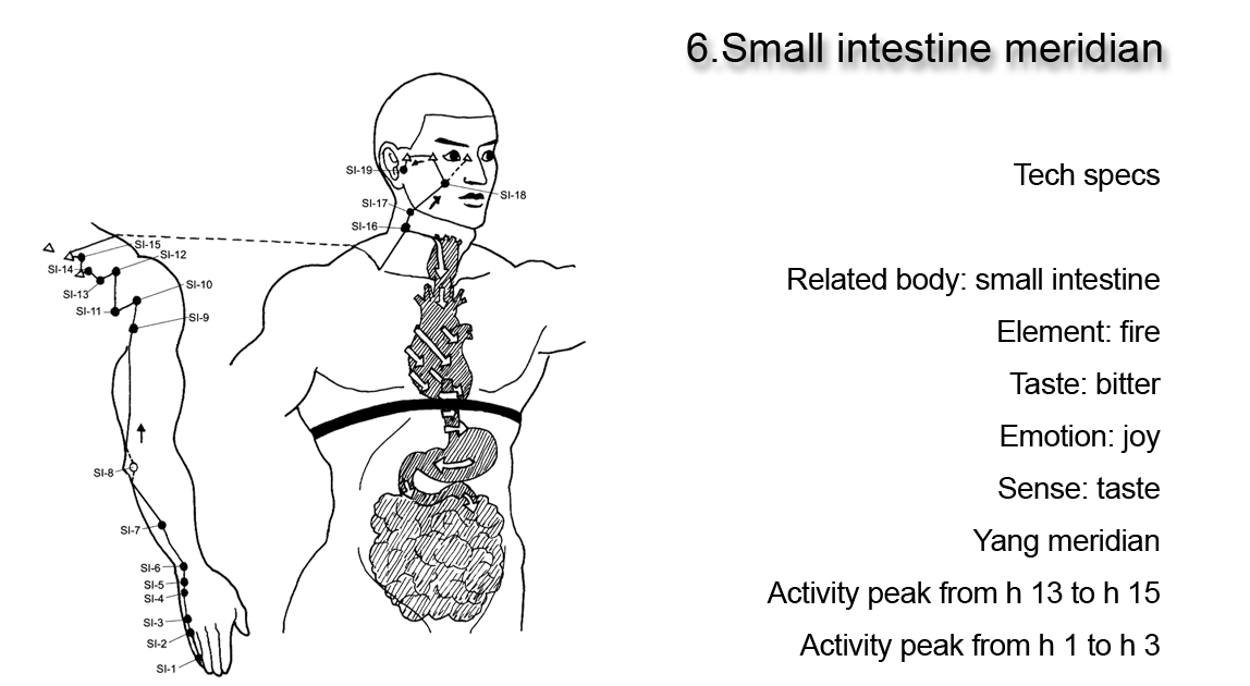 Small intestine meridian