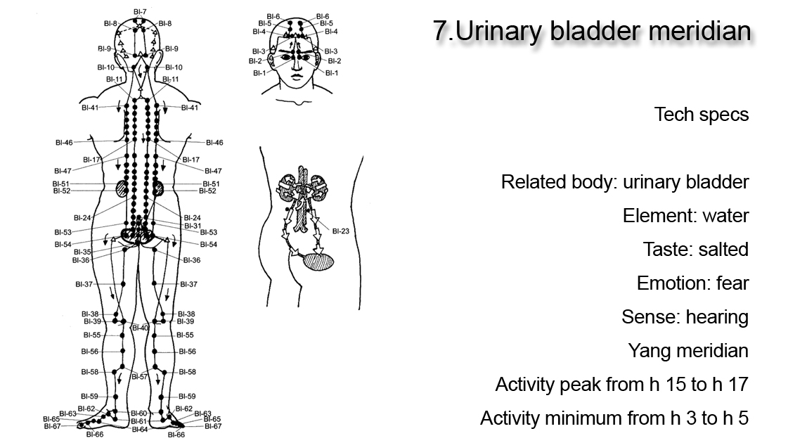 Urinary bladder meridian