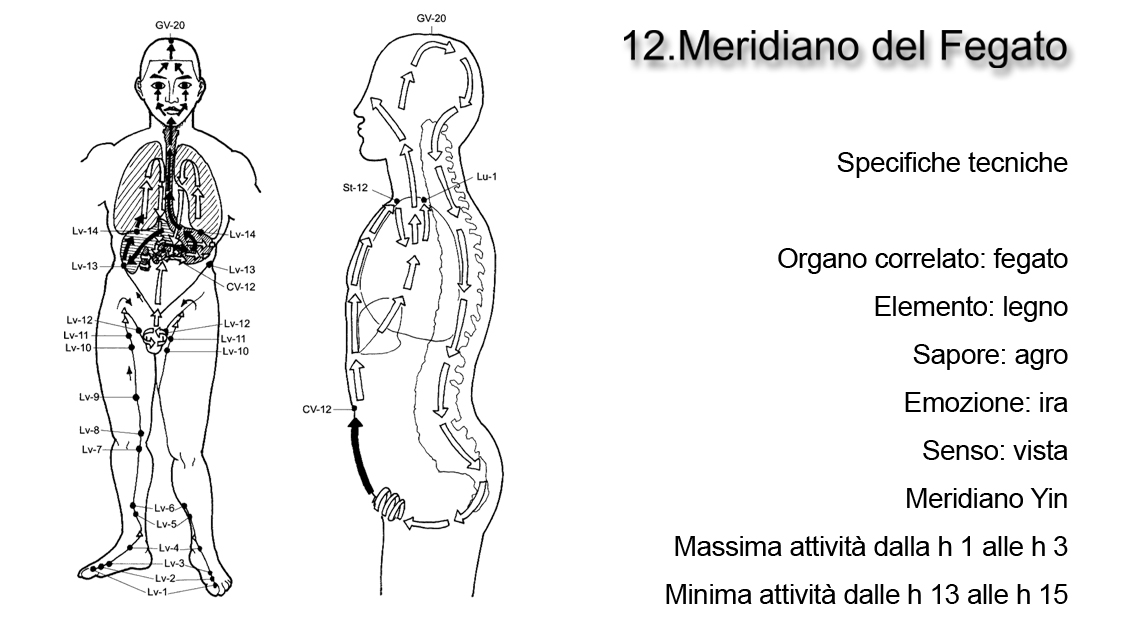 Meridiano del Fegato